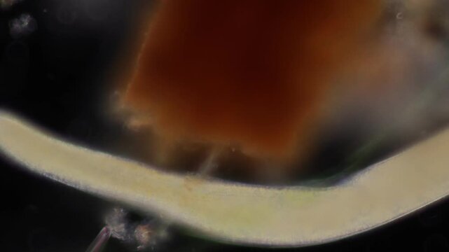 Methods of study of Protozoa, Algae and bacteria under the microscope in the biology laboratory.