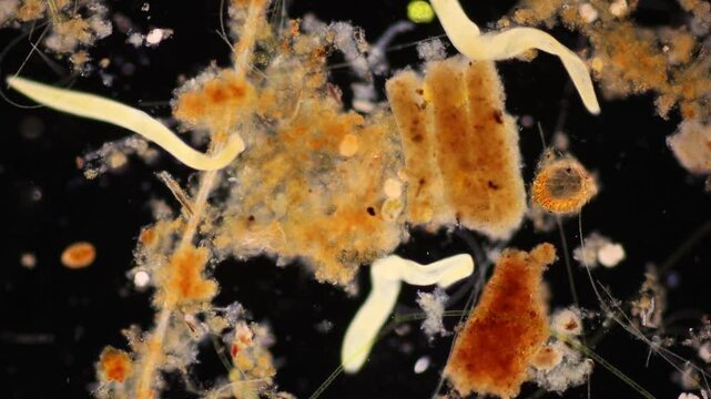 Methods of study of Protozoa, Algae and bacteria under the microscope in the biology laboratory.