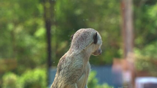 Close up shot through the glass window, capturing a cute African small mongoose, meerkat, suricata suricatta on sentry duty, standing on its hind legs, perch on a high point, guarding the perimeter.