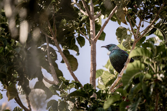 Beautiful Tui bird in tree in New Zealand