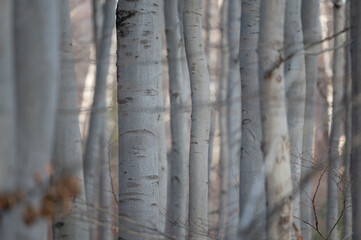 Winter beech forest with tree trunks in Beskydy Mountain in Czech Republic