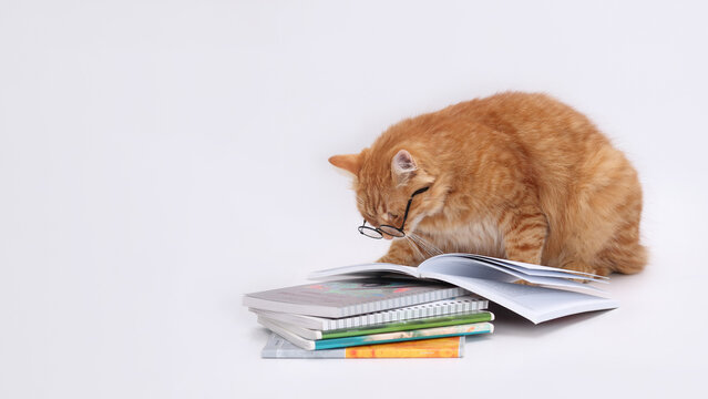 Cat reading a book with glasses. Educational concept with a cat studying. University, student, education, learning, knowledge, academic books. Cat focused on text. Study