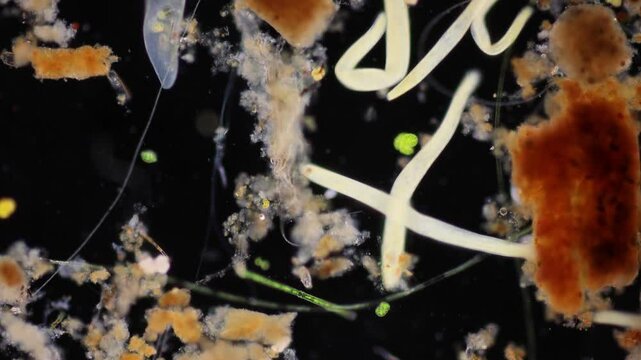 Methods of study of Protozoa, Algae and bacteria under the microscope in the biology laboratory.