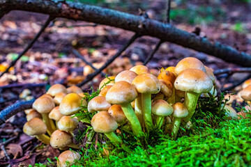 Macro  - Forest - Europe, Romania, Suceava region