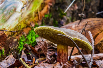 Macro  - Forest - Europe, Romania, Suceava region