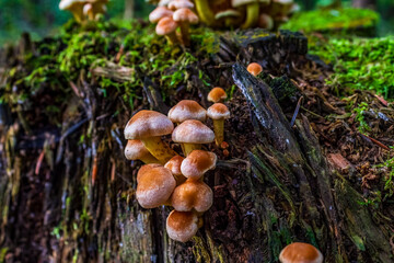 Macro  - Forest - Europe, Romania, Suceava region
