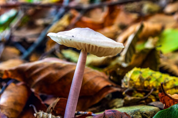 Macro  - Forest - Europe, Romania, Suceava region