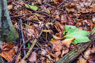 Macro  - Forest - Europe, Romania, Suceava region