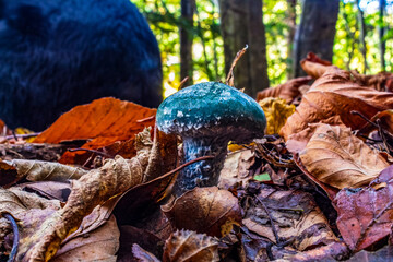 Macro  - Forest - Europe, Romania, Suceava region