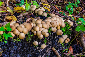 Macro  - Forest - Europe, Romania, Suceava region