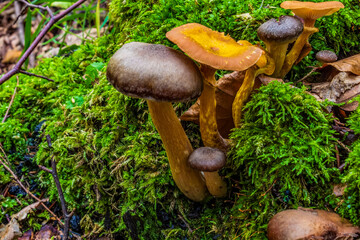 Macro  - Forest - Europe, Romania, Suceava region