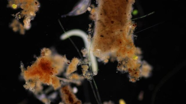 Methods of study of Protozoa, Algae and bacteria under the microscope in the biology laboratory.