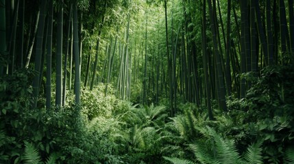 Obraz premium Lush Green Bamboo Forest With Ferns and Sunlight