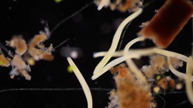 Methods of study of Protozoa, Algae and bacteria under the microscope in the biology laboratory.