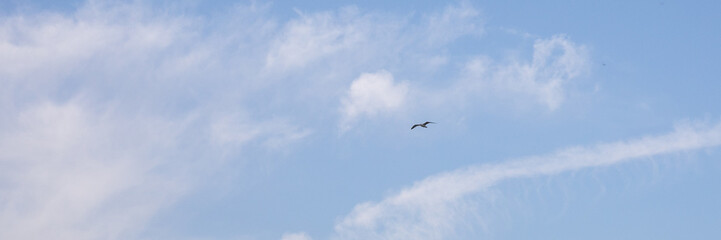 A solitary bird soars against a bright blue sky, evoking concepts of freedom and tranquility perfect for Earth Day