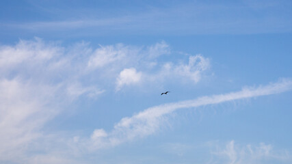 Fototapeta premium A lone bird soars against a bright blue sky with wispy clouds, symbolizing freedom and tranquility in nature