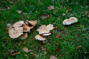 Clusters of wild mushrooms growing in a grassy field during autumn, representing foraging, nature exploration, and fall harvest themes