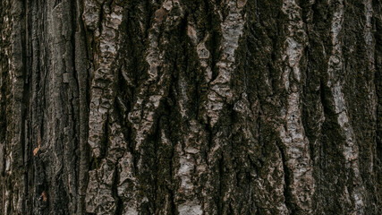 Close-up of rugged tree bark texture symbolizing nature's resilience, perfect for Earth Day environmental conservation themes