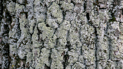 Close-up of tree bark covered in green lichen, illustrating nature's resilience and ecosystem concepts