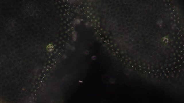 Methods of study of Protozoa, Algae and bacteria under the microscope in the biology laboratory.