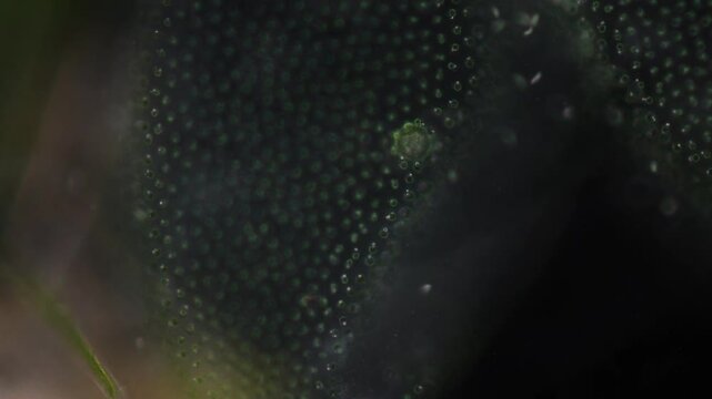 Methods of study of Protozoa, Algae and bacteria under the microscope in the biology laboratory.