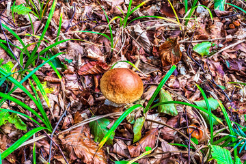 Macro  - Forest - Europe, Romania, Suceava region