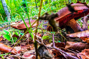 Macro  - Forest - Europe, Romania, Suceava region
