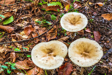 Macro  - Forest - Europe, Romania, Suceava region