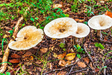 Macro  - Forest - Europe, Romania, Suceava region