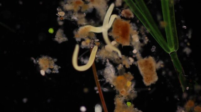 Methods of study of Protozoa, Algae and bacteria under the microscope in the biology laboratory.
