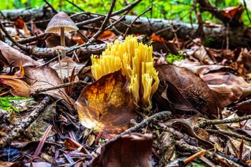 Macro  - Forest - Europe, Romania, Suceava region
