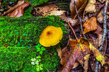 Macro  - Forest - Europe, Romania, Suceava region