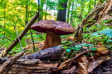 Macro  - Forest - Europe, Romania, Suceava region