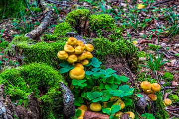 Macro  - Forest - Europe, Romania, Suceava region