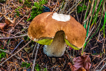 Macro  - Forest - Europe, Romania, Suceava region