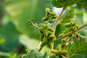 Xanthium strumarium (rough cocklebur, Noogoora burr, clotbur, common cocklebur, large cocklebur, woolgarie bur) herbs plants.