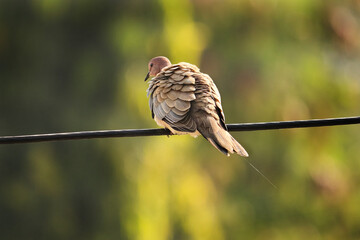Dove gracefully on an electric wire against the lush green backdrop of Gir Forest. The golden morning light highlighting Eurasian Collared Dove Captured this beautiful Eurasian Collared Dove perched