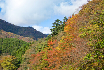 紅葉した山