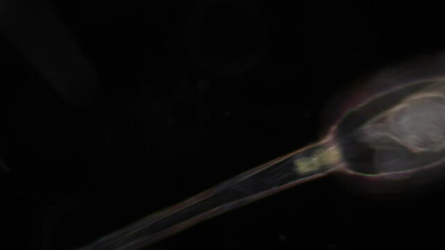 Methods of study of Protozoa, Algae and bacteria under the microscope in the biology laboratory.