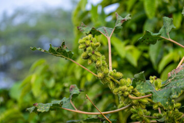 Xanthium strumarium (rough cocklebur, Noogoora burr, clotbur, common cocklebur, large cocklebur, woolgarie bur) herbs plants.