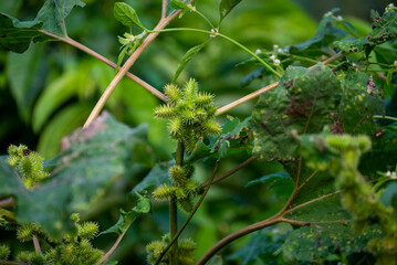Xanthium strumarium (rough cocklebur, Noogoora burr, clotbur, common cocklebur, large cocklebur, woolgarie bur) herbs plants.