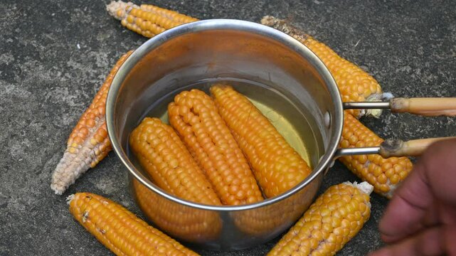 Sweet corn is being boiled. This is a complete food for humans. It contains many vitamins, such as Vitamin B1, B5, C, B9, E, A. Boiled corn on the cob. It's like all over world. Heathy eating. 