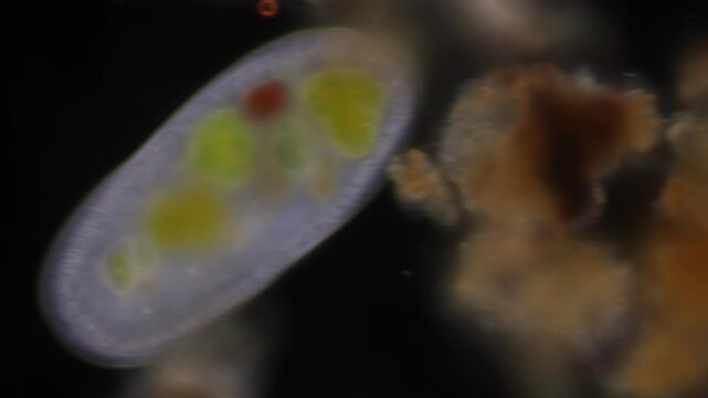 Methods of study of Protozoa, Algae and bacteria under the microscope in the biology laboratory.