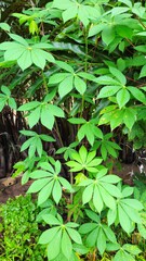 Green leaves in the garden at Mekong Delta Vietnam.