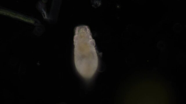 Methods of study of Protozoa, Algae and bacteria under the microscope in the biology laboratory.