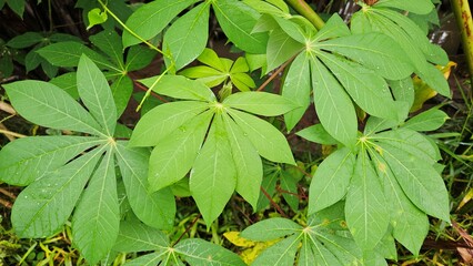 Green leaves in the garden at Mekong Delta Vietnam.