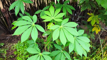 Green leaves in the garden at Mekong Delta Vietnam.