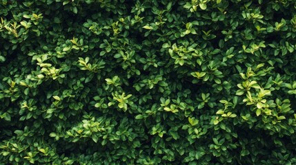 Lush Green Foliage of a Dense Bush or Hedge