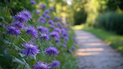 Obraz premium Maypop, also called purple passionflower, is a fast-growing vine that climbs or spreads along the ground.