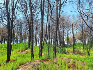 Forest after fire with black trees and green grass against blue sky.